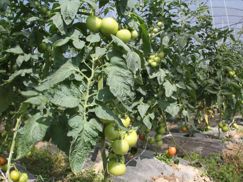  西红柿的培养办法